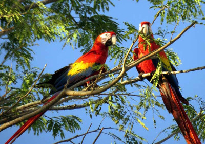 Scarlett Macaws