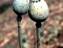 20 Opium poppy in Burma 800