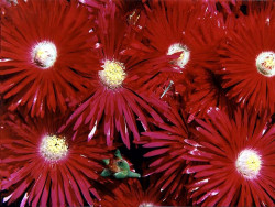 37 Asters in Honduras 800