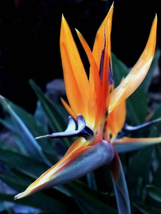44 Bird of Paradise from Nicaragua  4  800