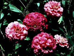 81 Dahlias from Honduras 800