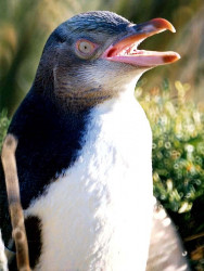 5 Penguin in New Zealand 800