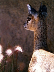12 Doe grazing in Yellowstone National Park 800