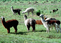 14 Small herd of llamas in the high mountains of Chile 800