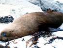 23 Sea lion stretched out sunning on a rock in Chile 800