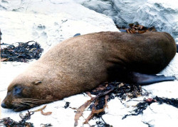 23 Sea lion stretched out sunning on a rock in Chile 800