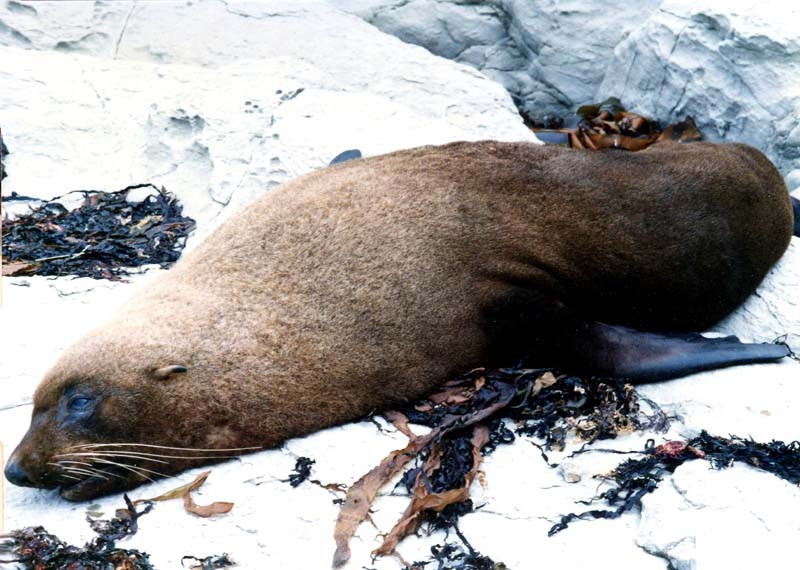 23 Sea lion stretched out sunning on a rock in Chile 800