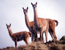 24 Group of Vicunas in the Patagonia 800