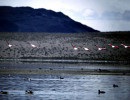 25 Flock of Flamingos in flight in Bolivia