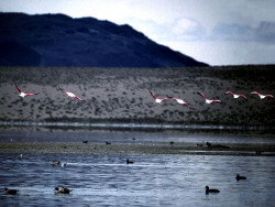 25 Flock of Flamingos in flight in Bolivia