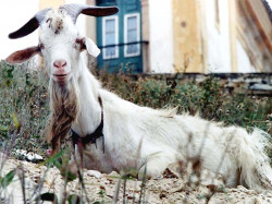 26 Neighborhood billy goat in the streets of Brazil 800