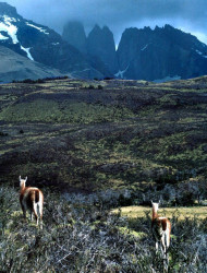 27 Vicunas grazing inside Tres Torres del Paine National Park 800