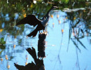 29 Bird sunning himself on a post in western Brazil 800