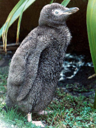 32 Baby penguin from Dunedin  New Zealand 800