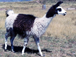 36 An alpaca in southern Chile 800