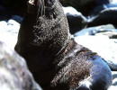 37 Sea lion sunning on the rocky coast of southern Chile 800