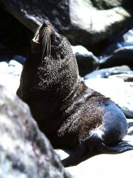 37 Sea lion sunning on the rocky coast of southern Chile 800