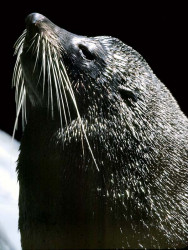 8 Sea Lion on the southern coast of Chile 800