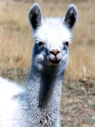 9 Alpaca in the Alitplano of Bolivia 800