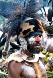 102 Bird Wing Ears 800