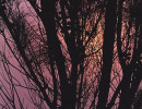 23 Setting sun glowing behind a tree in South Korea 800