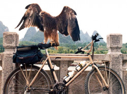 8 The Eagle has Landed  800