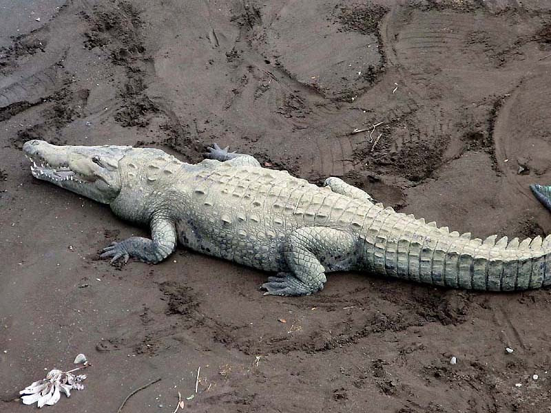 1.  A 15 foot crocodile  mf  800