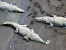 10 Three 15 foot long crocodiles sunning in Costa Rica 800