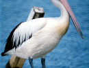 16 Pelican near Melbourne  Australia