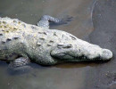 19 Adorable Costa Rican Croc 800