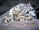 2 Snow Leopard in the mountains of western China 800