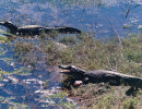 21 Two 12 foot alligators in western wetlands of Brazil 800