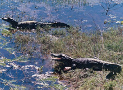 21 Two 12 foot alligators in western wetlands of Brazil 800