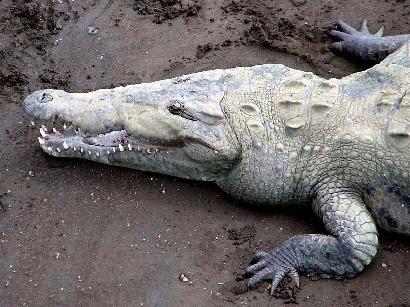 3 Crocodile  up close and dangerous in Costa Rica 800 sharpened