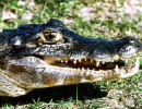 32 Alligator portrait from western Brazil near the Bolivian border 800