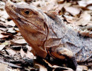 43. animals iguana costa rica 800