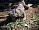 44. iguana4 800