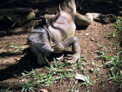 44. iguana4 800