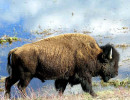 49. North American Buffalo in Wyoming 3 800