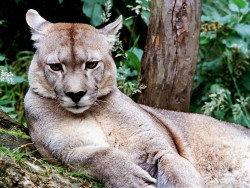 5 South American Puma in the Chilean woods 800