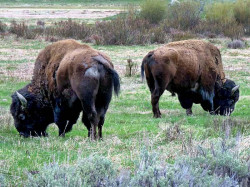 50. North American Buffalo in Wyoming 4 800