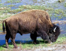 52. North American Buffalo in Wyoming 800