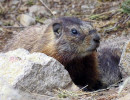 52. Yellow bellied Marmot 800