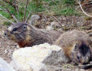 53. Yellow bellied Marmots 800