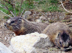 53. Yellow bellied Marmots 800