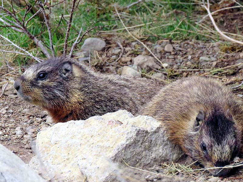 53. Yellow bellied Marmots 800