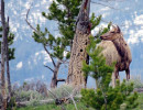 55. Mule deer in Yellowtone National Park 800
