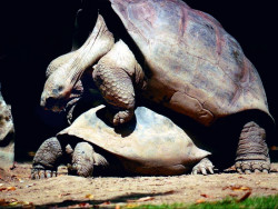 6 Two giant turtles mating in the Galapagos islands 800