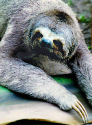 7 Slow moving Sloth in Bolivia 800
