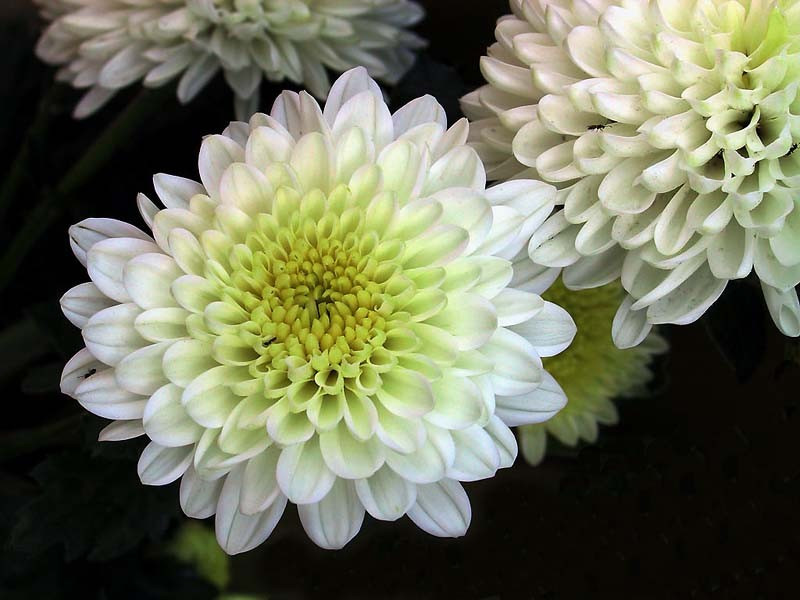 8 White puffy Dahlia from Brazil 800